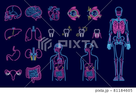 人体 臓器 内臓 イラストセット（ネオン風） 81184605