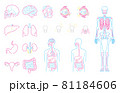 人体 臓器 内臓 イラストセット（背景白） 81184606