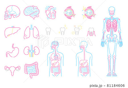 人体 臓器 内臓 イラストセット 背景白 のイラスト素材