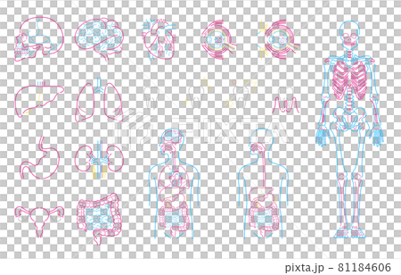 Human body organs internal organs illustration set (white background) 81184606
