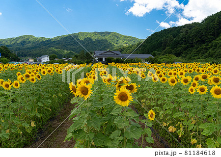 青空が似合う向日葵 青空が似合う向日葵 81184618
