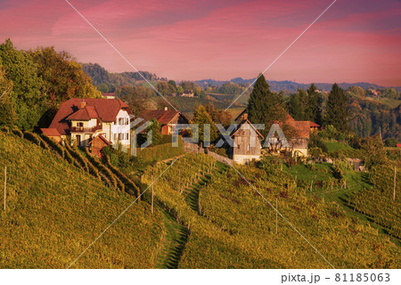 Wine road, Maribor, Slovenia 81185063