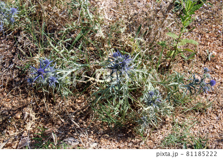 Baska, island Krk, phenomenal Zarok - sandy area, rare wild vegetation, Adriatic coast, Croatia 81185222