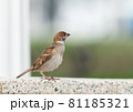 横を向いているスズメ 雀  81185321