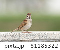 こちらを見ている雀スズメ 81185322