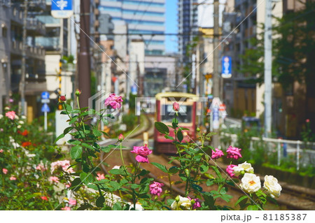 荒川線 線路沿い 荒川線 線路沿い 81185387