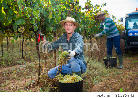 Focused farm worker picking ripe white grapes in vineyard 81185543