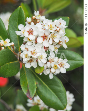 荒川河川敷に咲くシャリンバイ 荒川河川敷に咲くシャリンバイ 81185654
