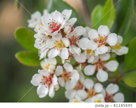 荒川河川敷に咲くシャリンバイ 荒川河川敷に咲くシャリンバイ 81185695