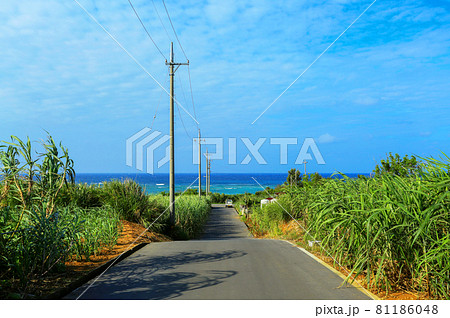 沖縄　読谷村　美しい海へと続くさとうきび畑の道　 81186048