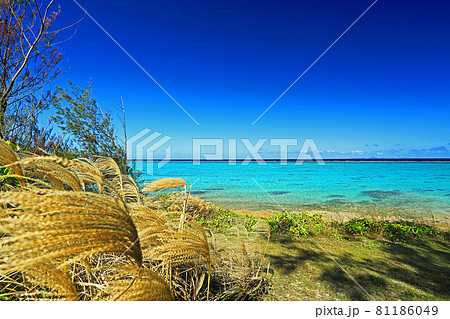 沖縄　秋の今帰仁村　美しい海とすすき 81186049