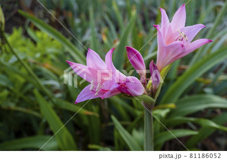 ピンクのアフリカハマユウ(クリナム・ポウェリー)の花と朝露 ／ヒガンバナ科ハマオモト属の写真素材 [81186052] - PIXTA