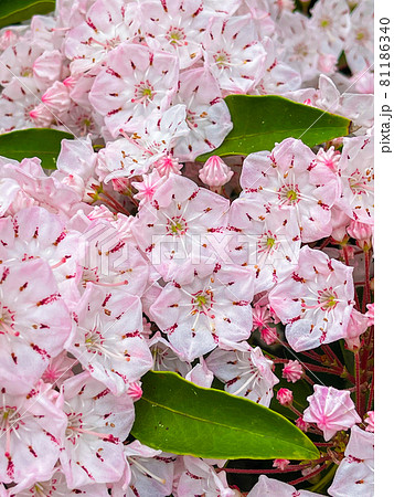 カルミア アメリカシャクナゲ 美しい五角形の花の写真素材