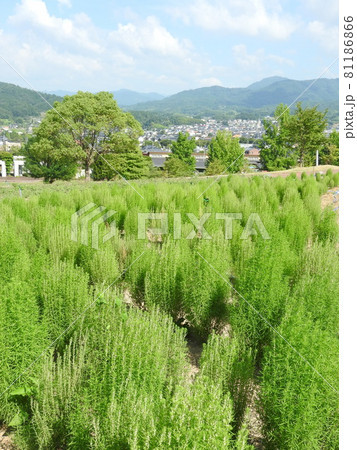 コキア(薄緑色の小花が咲く頃) コキア(薄緑色の小花が咲く頃) 81186866