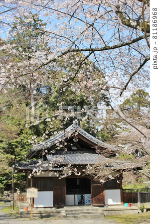 三井寺の満開の桜　霊鐘堂 81186968