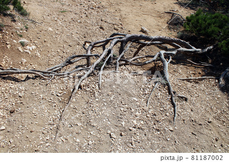 Baska, island Krk, phenomenal Zarok - sandy area, roots of  wild vegetation, Adriatic coast, Croatia 81187002