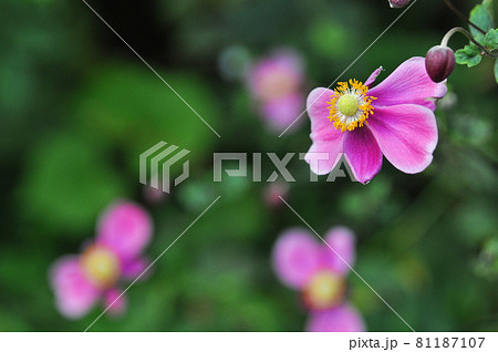 秋の花 秋明菊 ピンクと白の花がきれいです 秋の花 秋明菊 ピンクと白の花がきれいです 81187107