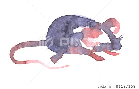 Mouse watercolour illustration. Funny icon of animal. Grey rat with pink ears isolated on white background. 2020 new year painting symbol. Drawing art object for design Mouse watercolour illustration. Funny icon of animal. Grey rat with pink ears isolated on white background. 2020 new year painting symbol. Drawing art object for design 81187158