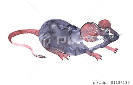 Mouse watercolour illustration. Funny icon of animal. Grey rat with pink ears isolated on white background. 2020 new year painting symbol. Drawing art object for design Mouse watercolour illustration. Funny icon of animal. Grey rat with pink ears isolated on white background. 2020 new year painting symbol. Drawing art object for design 81187159