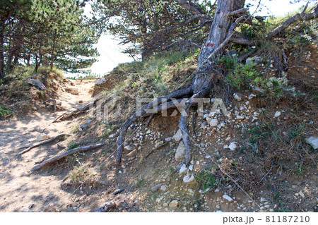 Baska, island Krk, phenomenal Zarok - sandy area, roots and trees of wild vegetation, Adriatic coast, Croatia 81187210