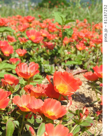カラフルな花を咲かせる「ポーチュラカ」 カラフルな花を咲かせる「ポーチュラカ」 81187252