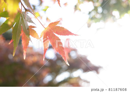 紅葉 イロハモミジ 81187608