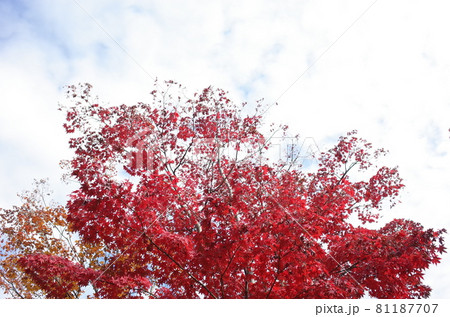 紅葉 イロハモミジ 81187707