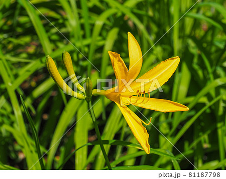 東京板橋区 赤塚植物園に咲くムサシノキスゲの写真素材