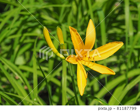 東京板橋区・赤塚植物園に咲くムサシノキスゲ 81187799