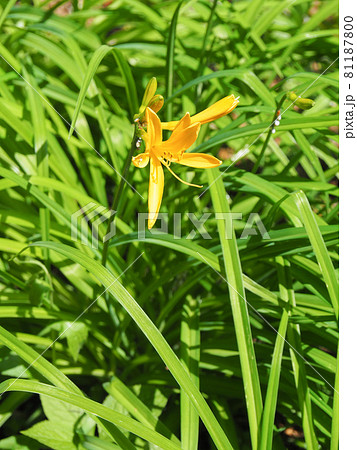 東京板橋区・赤塚植物園に咲くムサシノキスゲ 81187800