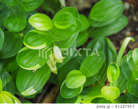 東京板橋区・赤塚植物園に咲くヒメイズイ 81187957