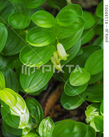 東京板橋区・赤塚植物園に咲くヒメイズイ 81188001