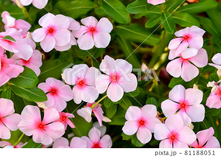 ニチニチソウ 81188051