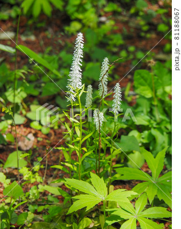 東京板橋区・赤塚植物園に咲くシライトソウ 東京板橋区・赤塚植物園に咲くシライトソウ 81188067
