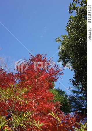 紅葉 イロハモミジ 81188119