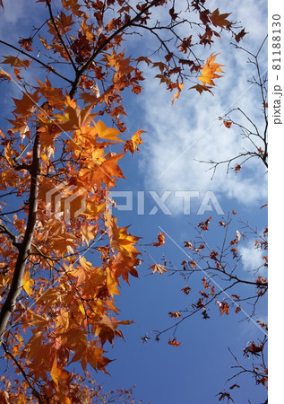 紅葉 イロハモミジ 紅葉 イロハモミジ 81188130