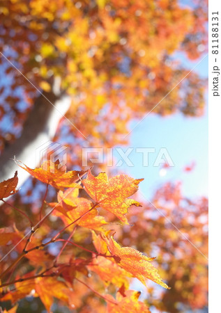 紅葉 イロハモミジ 紅葉 イロハモミジ 81188131