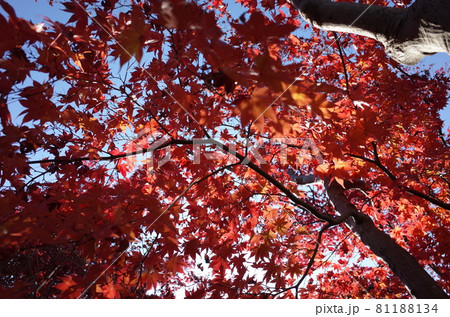紅葉 イロハモミジ 81188134