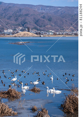 諏訪湖　凍った湖と水鳥 81188244