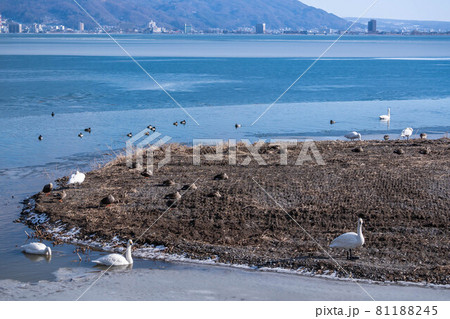 諏訪湖　凍った湖と水鳥 81188245