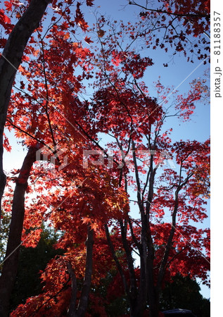 紅葉 イロハモミジ 紅葉 イロハモミジ 81188357