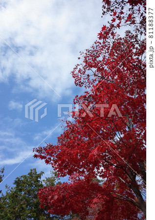 紅葉 イロハモミジ 紅葉 イロハモミジ 81188377