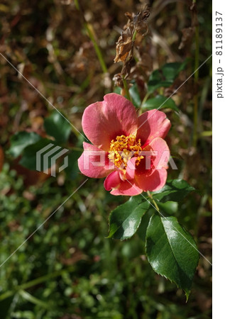 満開の薔薇 Babel Babylon 81189137