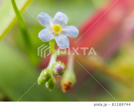 荒川河川敷に咲くキュウリグサ 81189744