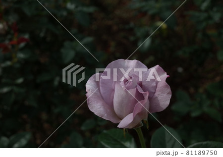 満開の薔薇 Blue Bajou 満開の薔薇 Blue Bajou 81189750