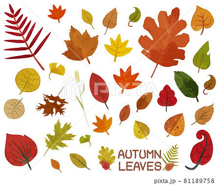 秋の葉っぱのイラストセット 81189758
