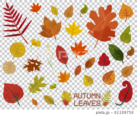 秋の葉っぱのイラストセット 81189758