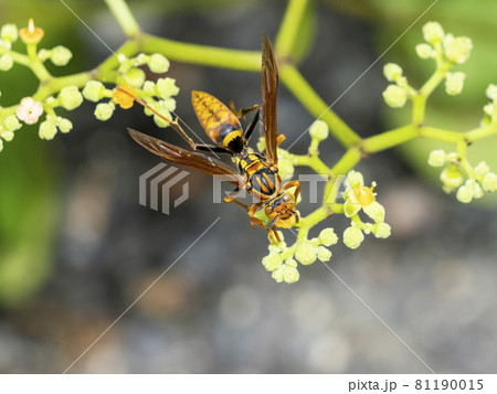 ヤブカラシの花に来たヤマトアシナガバチ 81190015