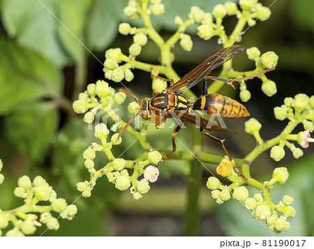 ヤブカラシの花に来たヤマトアシナガバチ ヤブカラシの花に来たヤマトアシナガバチ 81190017