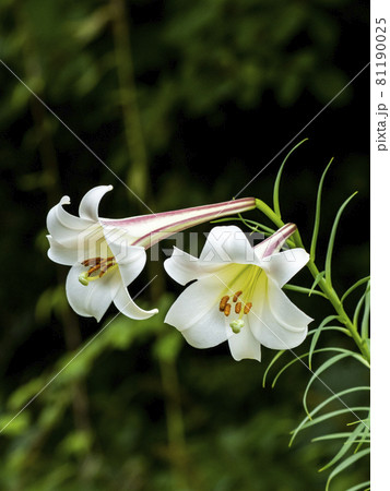 タカサゴユリの花 81190025